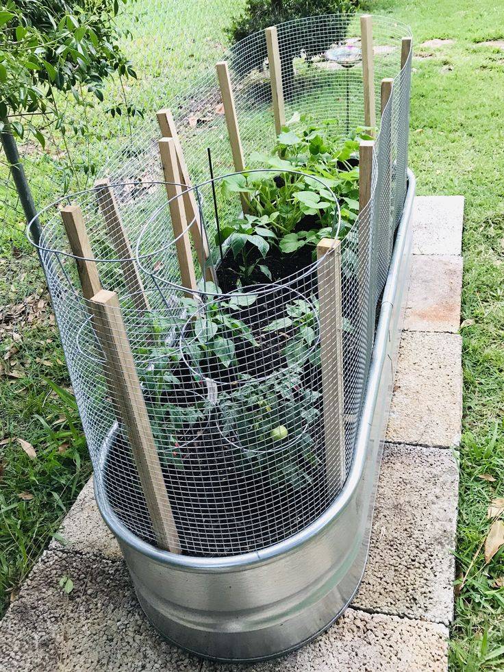 23 Raised Bed Garden with Chicken Wire Ideas To Consider SharonSable