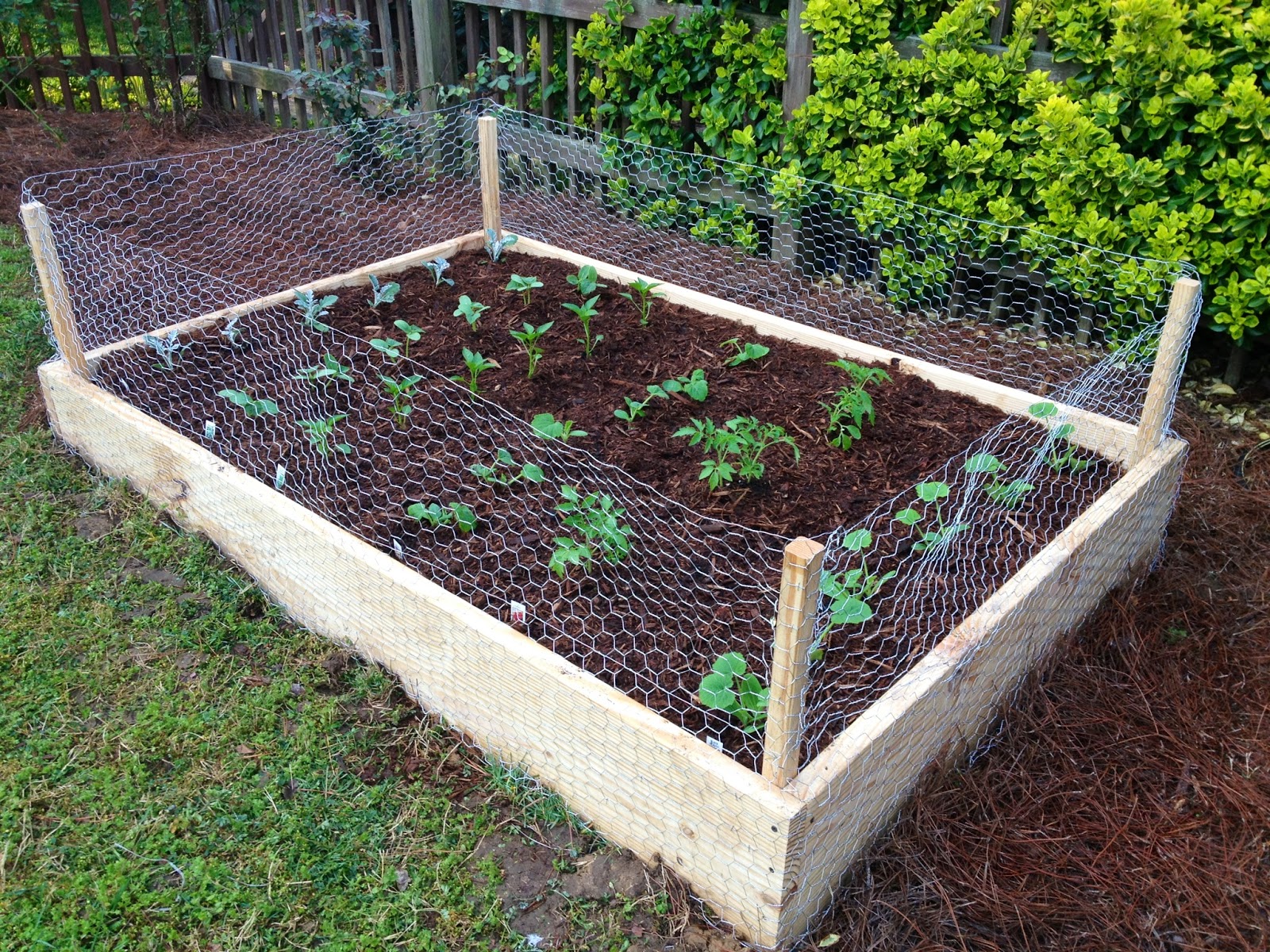 Easy Backyard Garden
