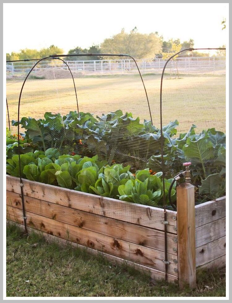 23 Raised Bed Garden with Chicken Wire Ideas To Consider SharonSable