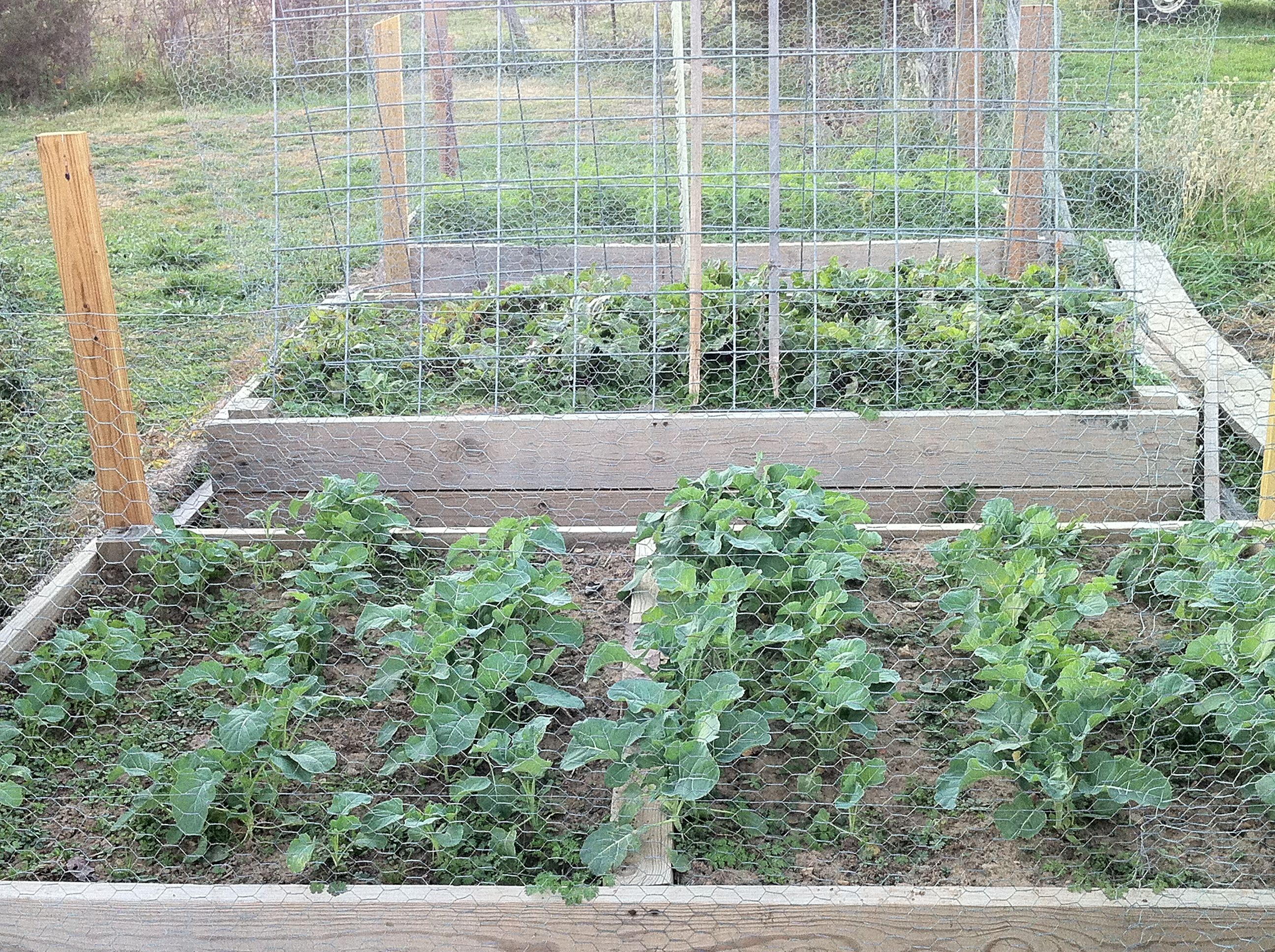 23 Raised Bed Garden with Chicken Wire Ideas To Consider SharonSable