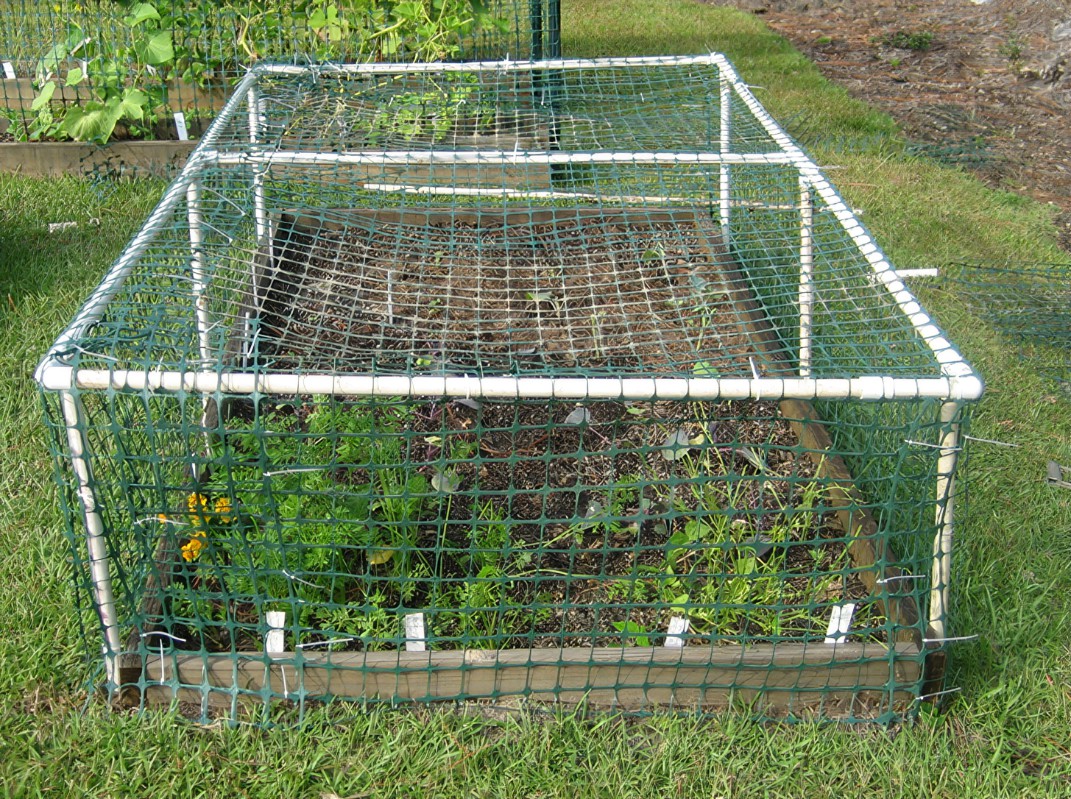 23 Raised Bed Garden with Chicken Wire Ideas To Consider SharonSable