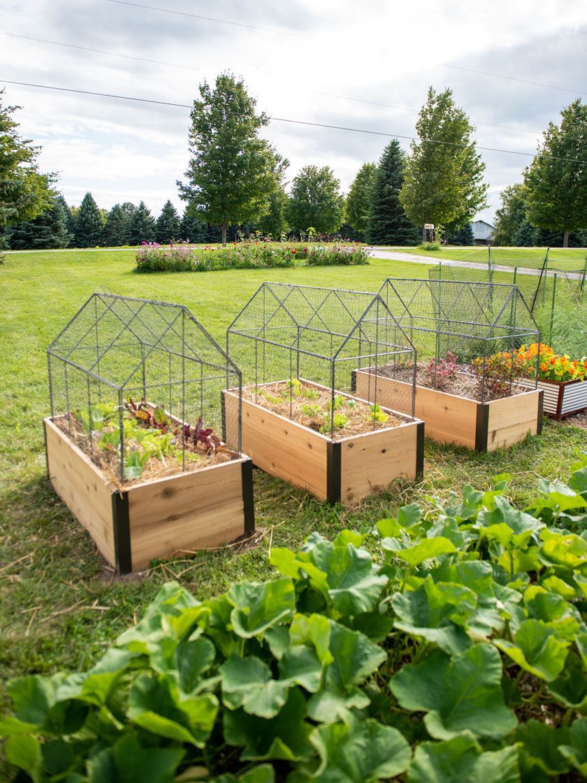 23 Raised Bed Garden with Chicken Wire Ideas To Consider SharonSable