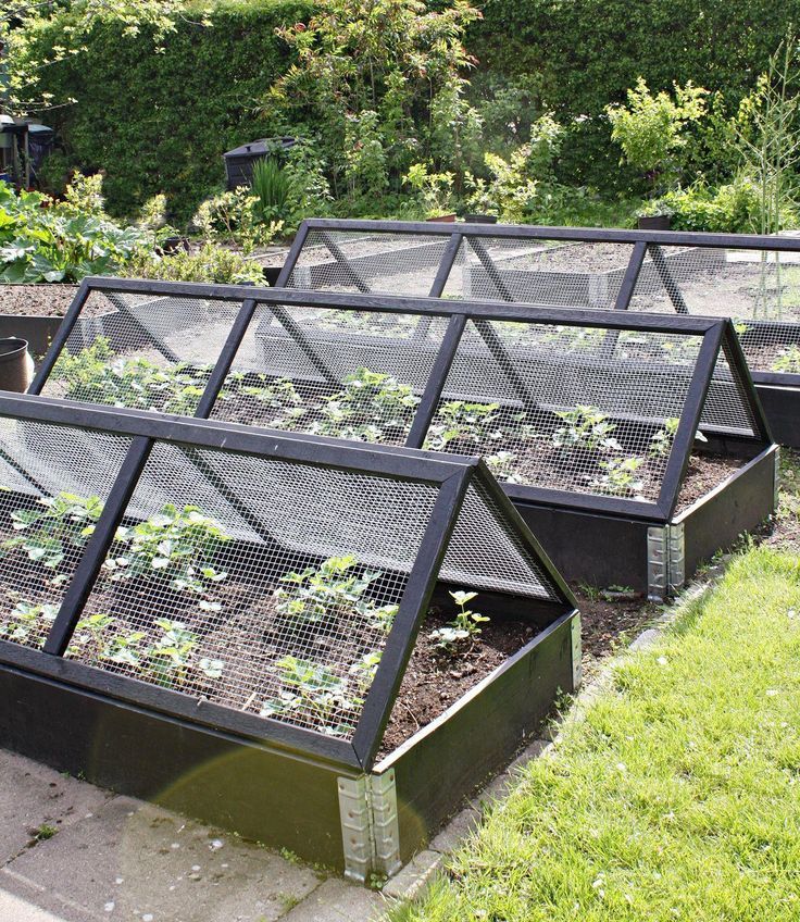 23 Raised Bed Garden with Chicken Wire Ideas To Consider SharonSable