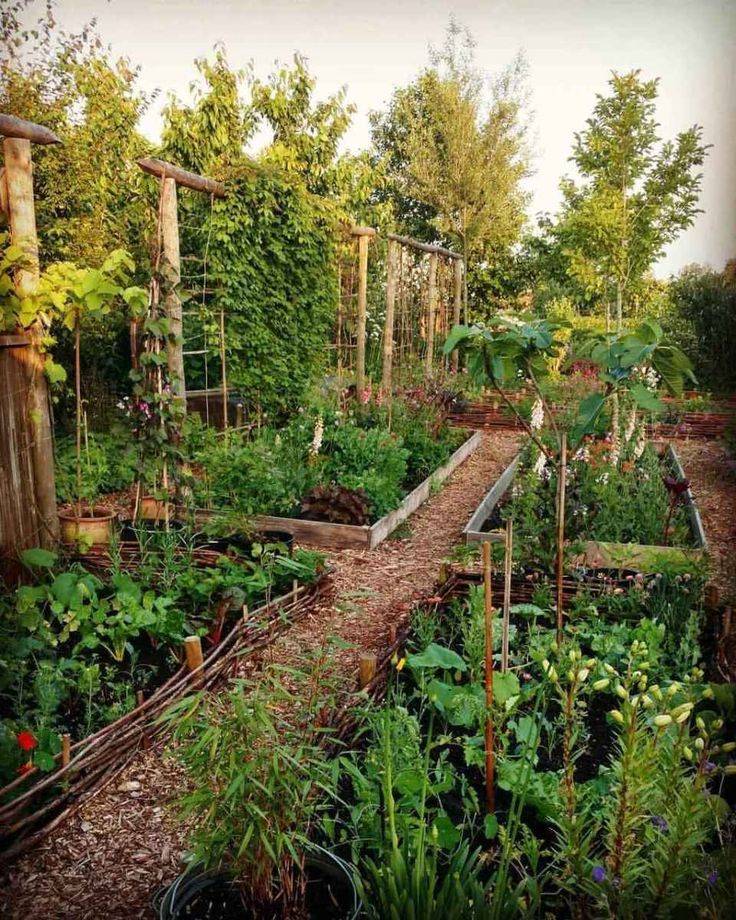 Vegetable Garden Growing Food