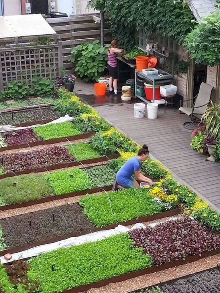 Vegetable Garden Growing Food