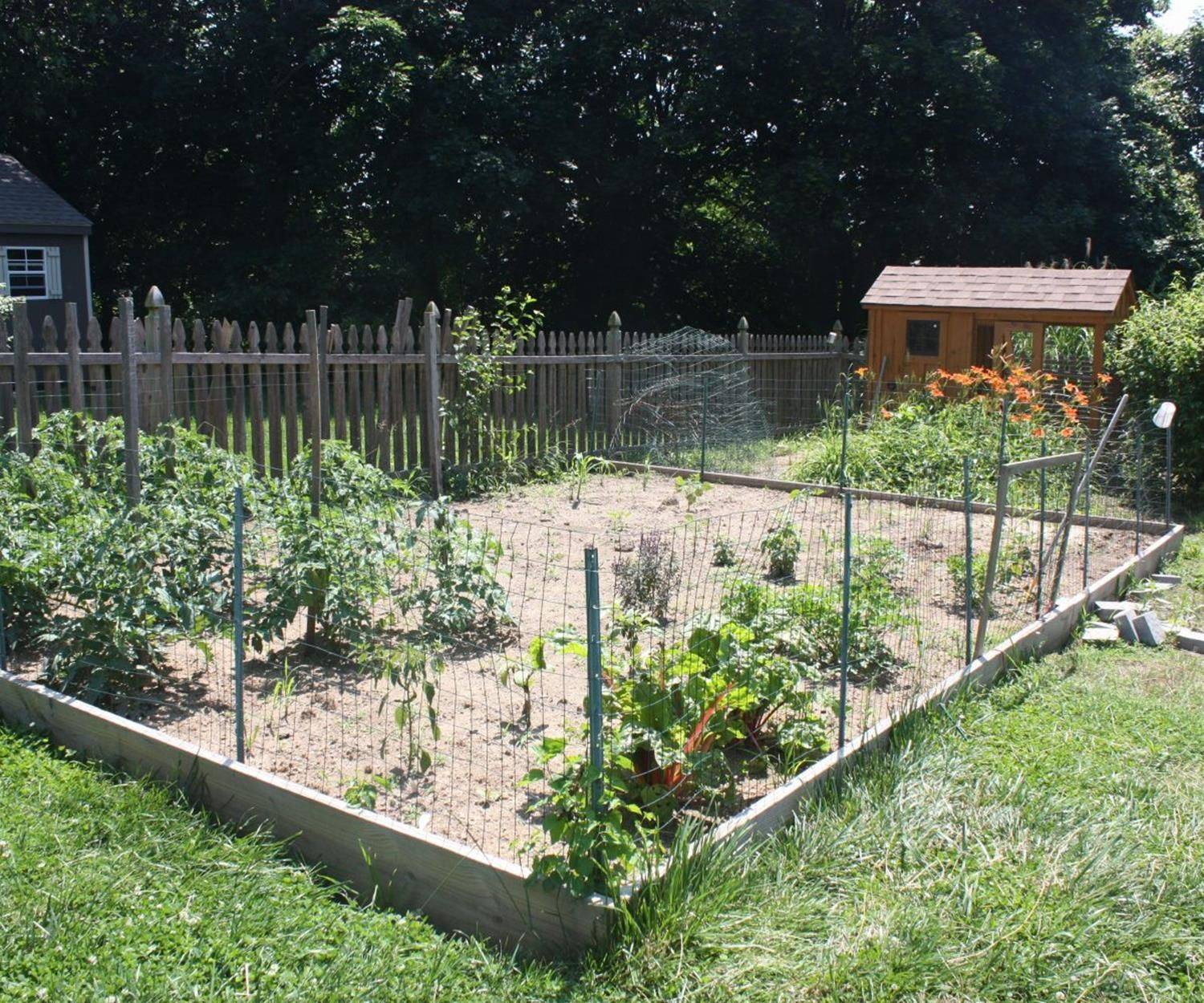 Front Yard Vegetable Garden Thrives