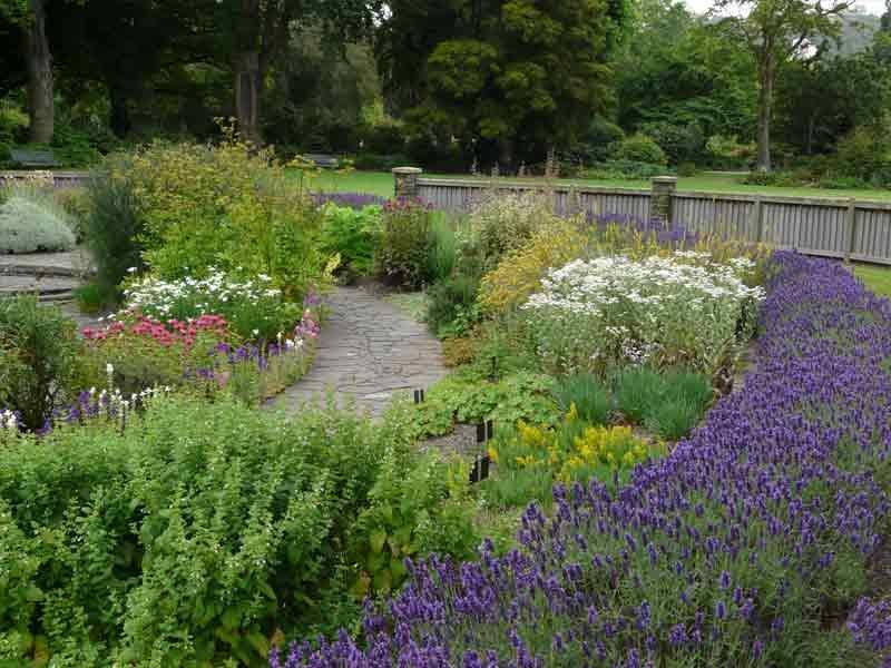 Grassy And Peaceful Dream Garden