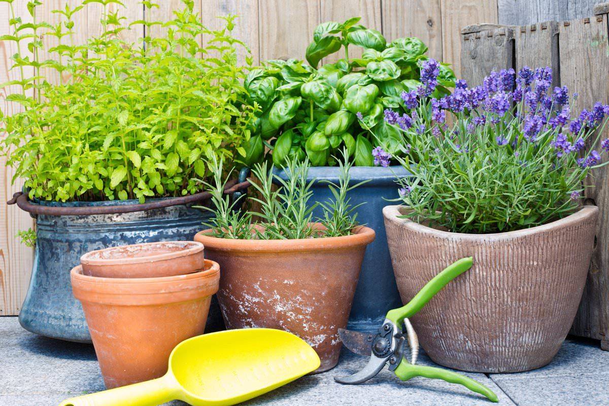 Vegetable Beds