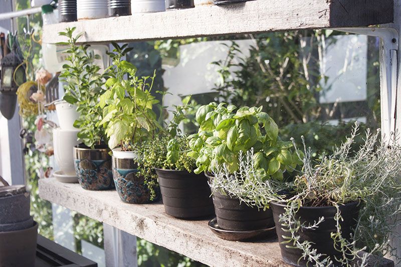 A Beautiful Container Garden