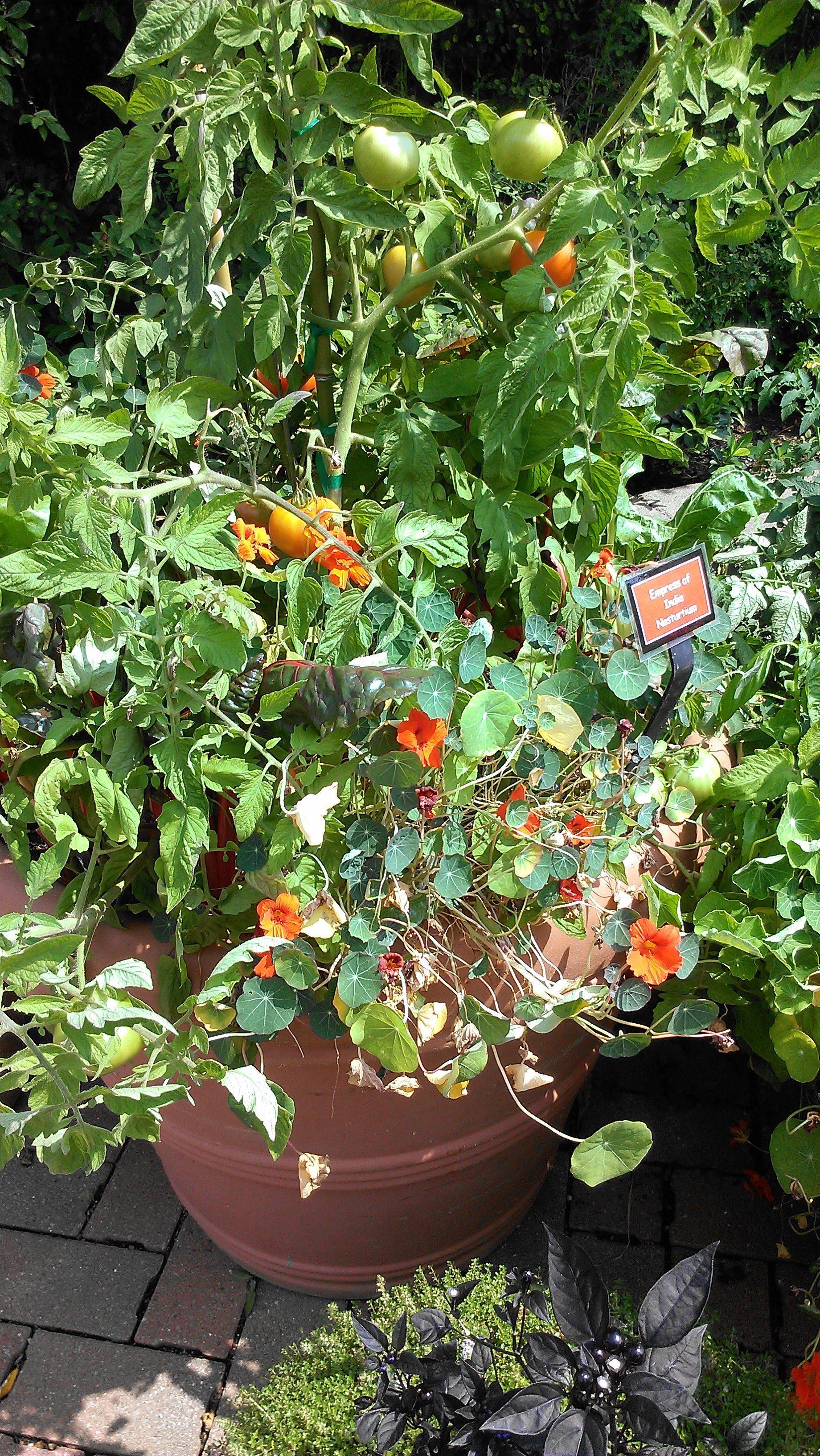 22 Edible Container Garden Ideas You Should Look SharonSable