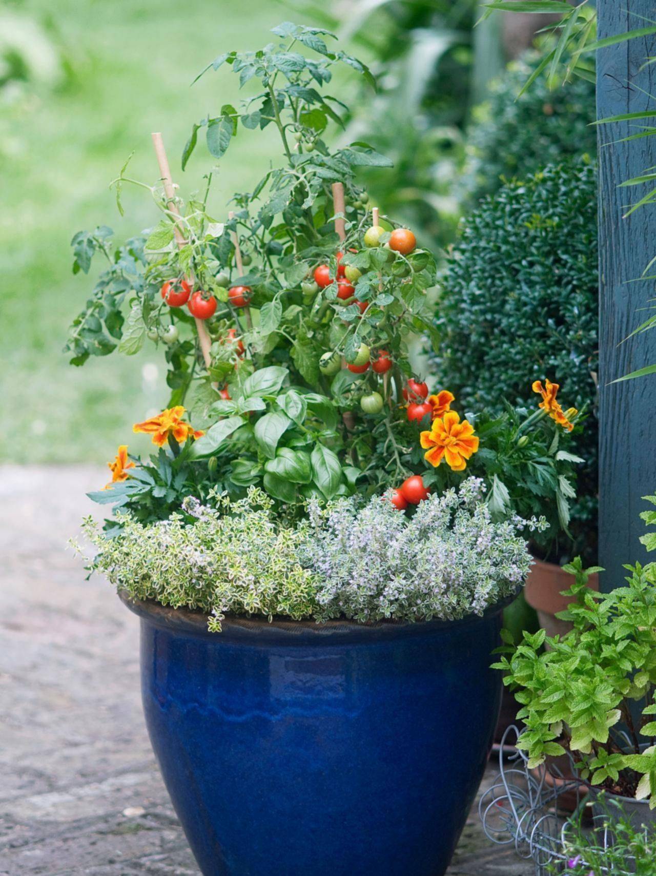 22 Edible Container Garden Ideas You Should Look SharonSable