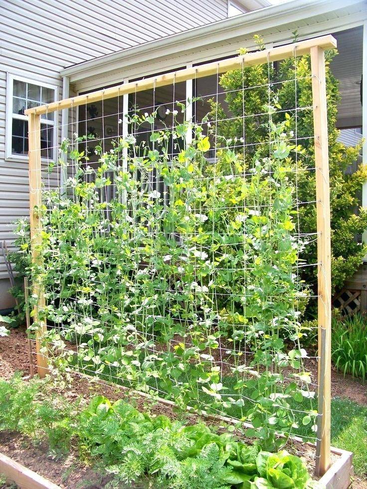 Easy Attractive Diy Cucumber Trellis Ideas
