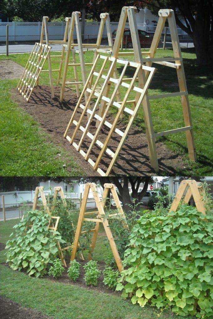 Vegetable Garden Trellis
