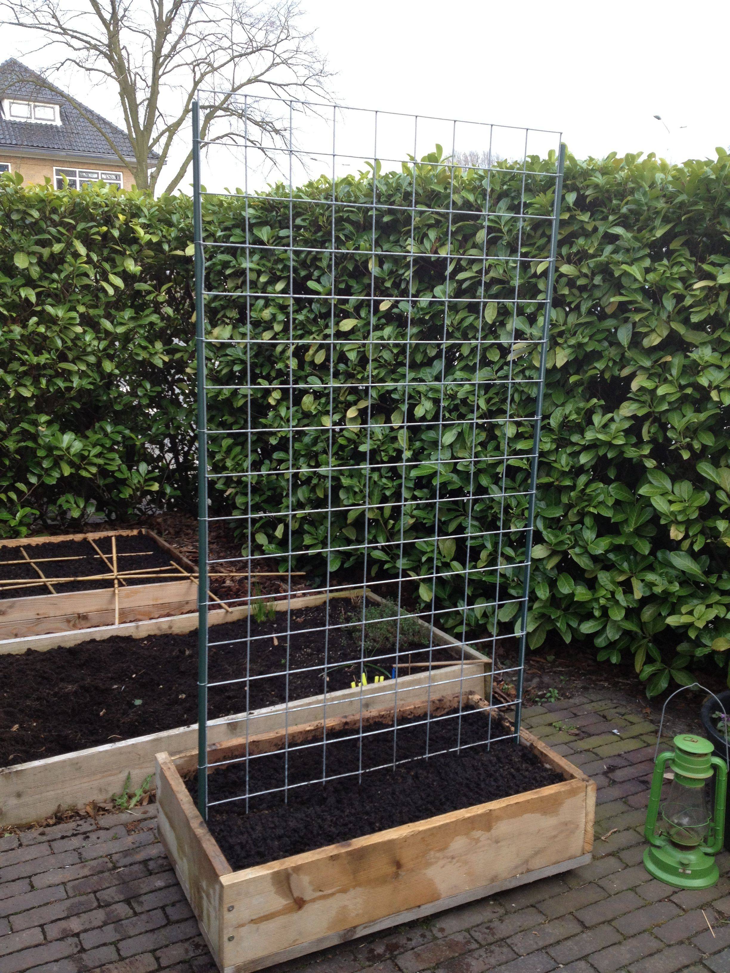 Our Tomato Trellis