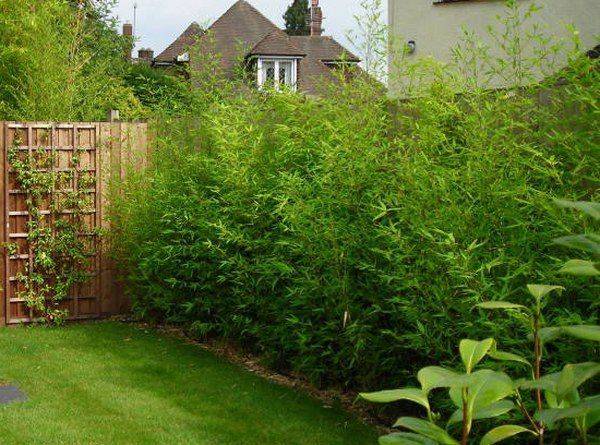 Garden Screening Ideas Garden Screening Products
