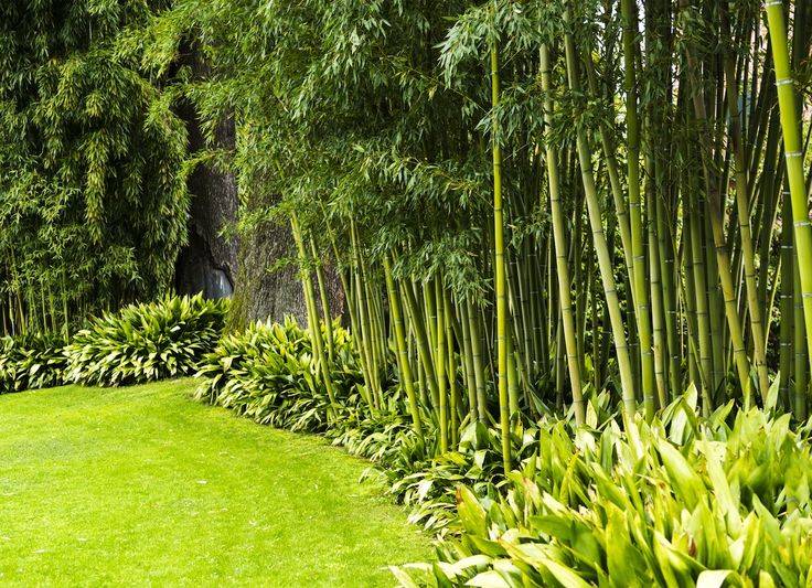 Top Best Bamboo Fence Ideas Backyard Privacy Designs