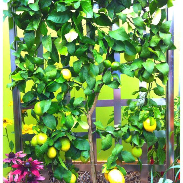 Container Gardening Flowers