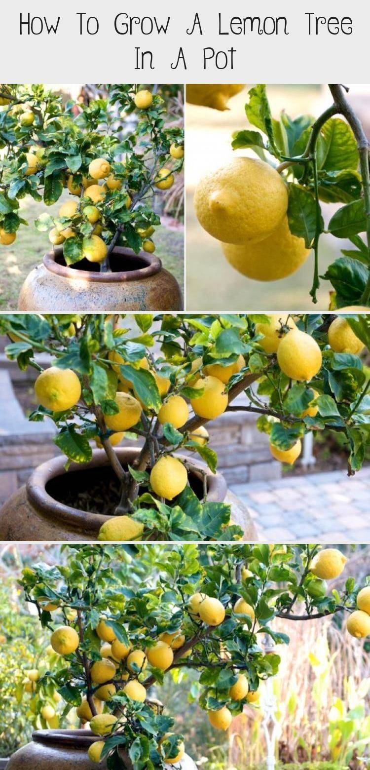 Backyard Garden Design