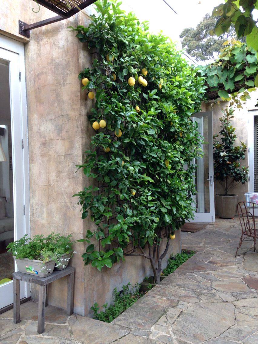 A Pot Home And Gardening Ideas