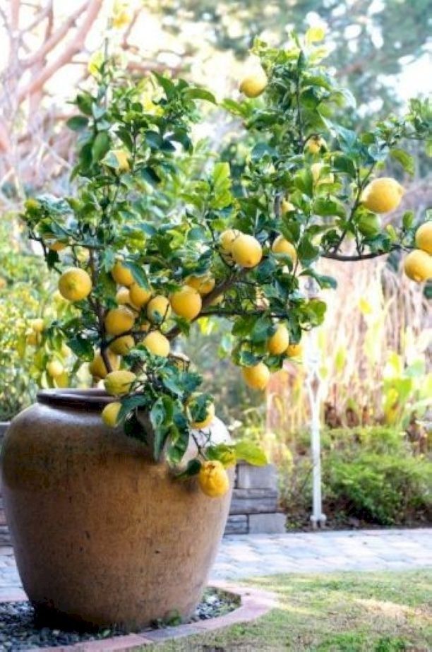 Lemon Lime Home Decor Decor Home Decor