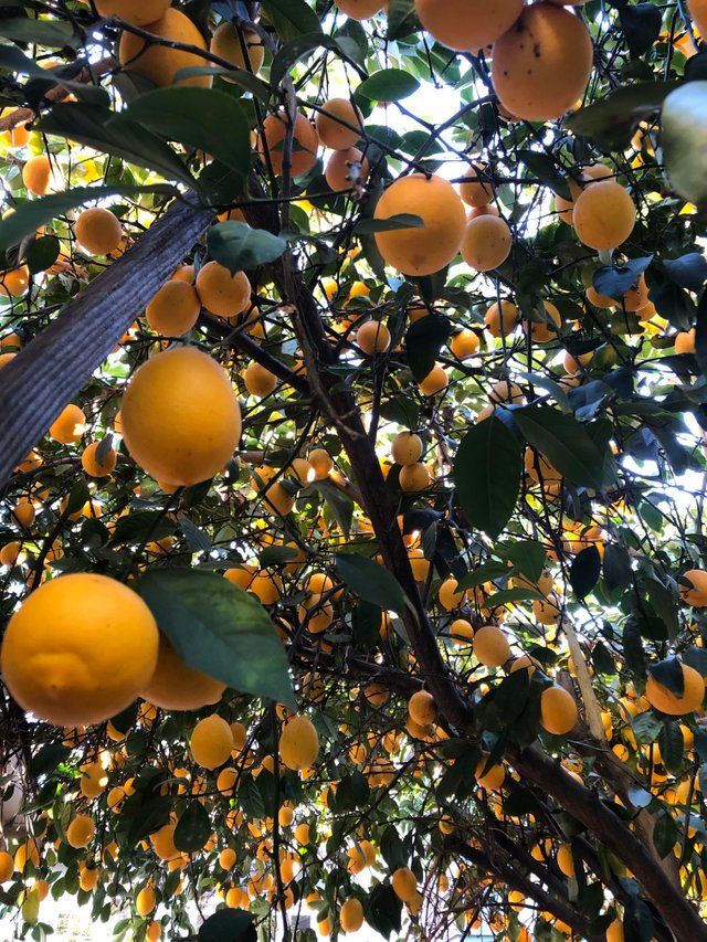 Lemon Trees And Container Gardening On Pinterest