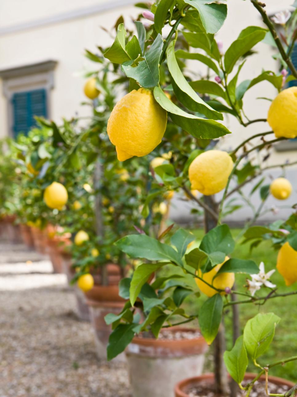 Lemon Trees And Container Gardening On Pinterest