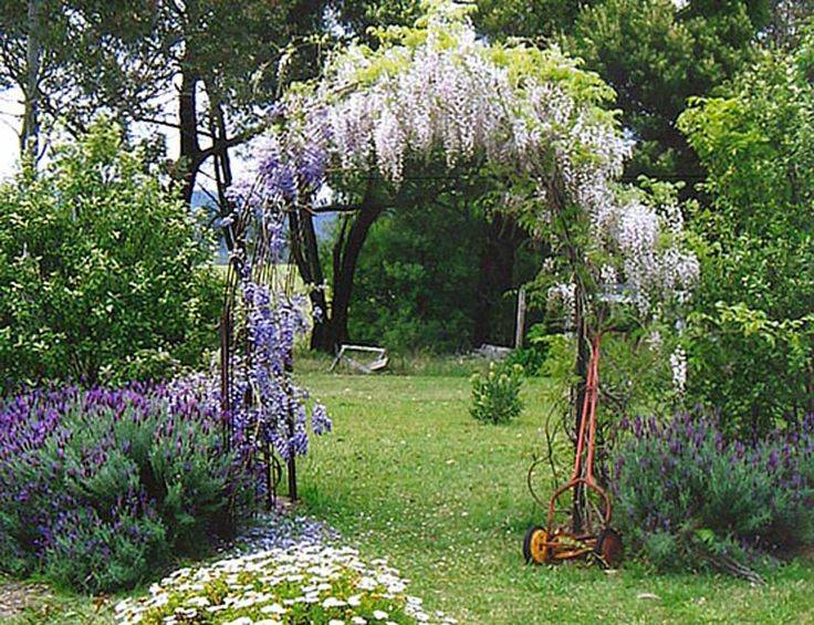 Luscious Backyard Vine Ideas