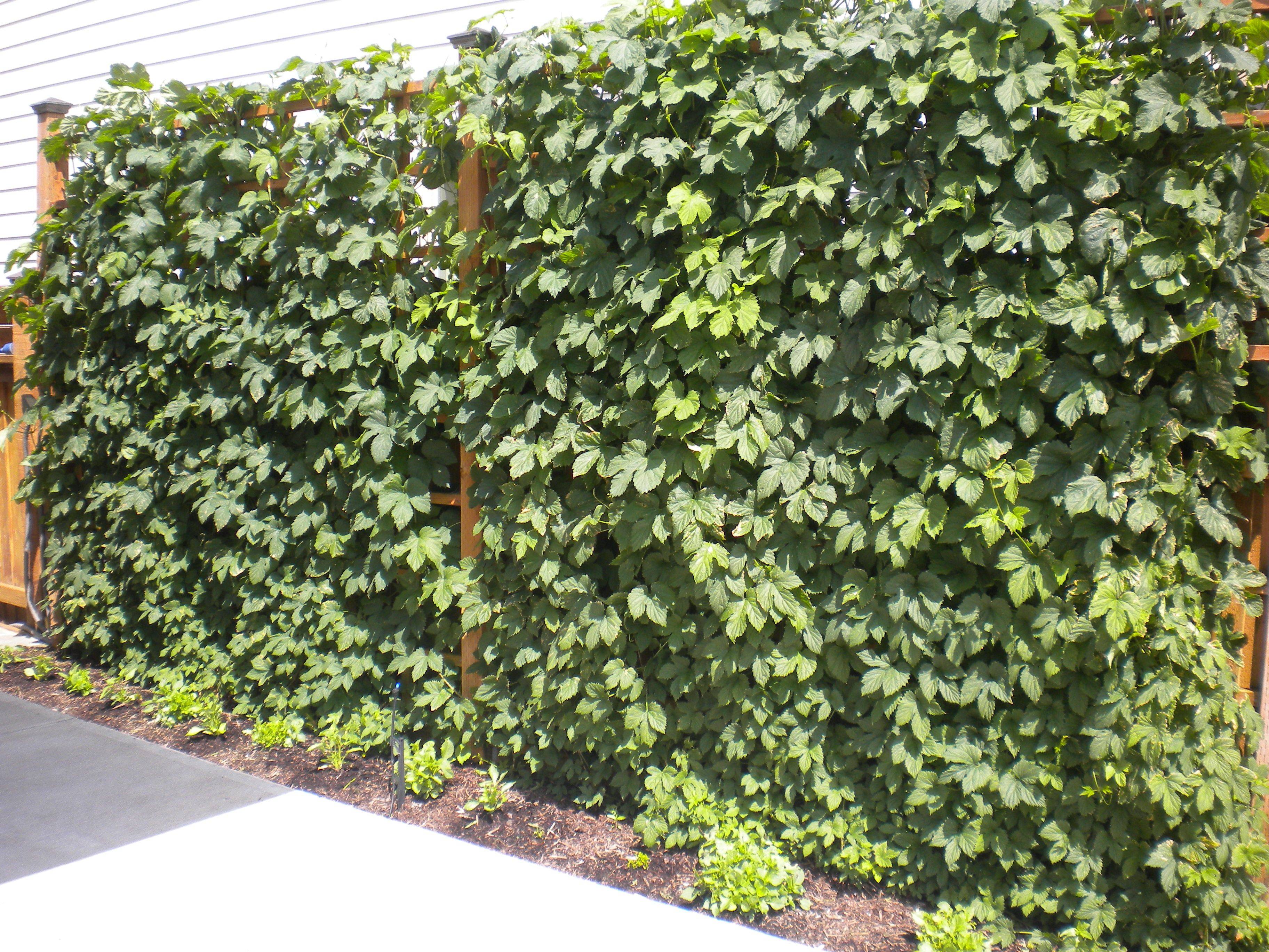 Gothic Arch Metal Garden Pergola Harrod Horticultural Uk