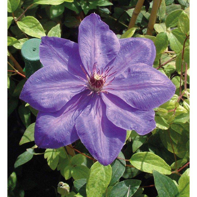 Rowlinson Patio Planter