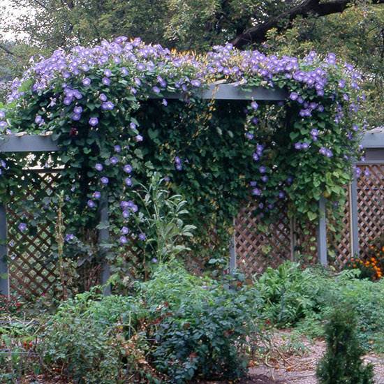 Morning Glories