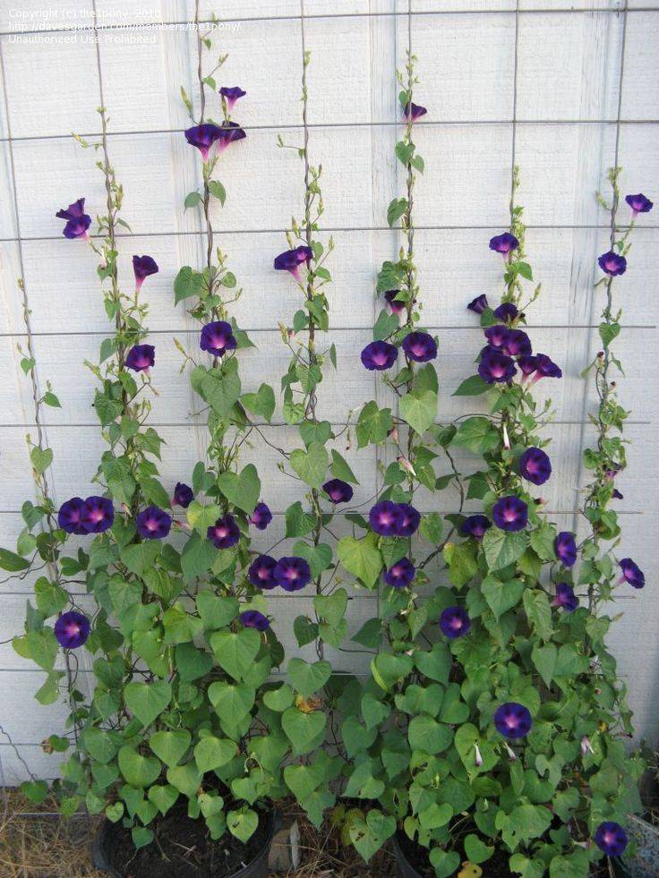 Morning Glories