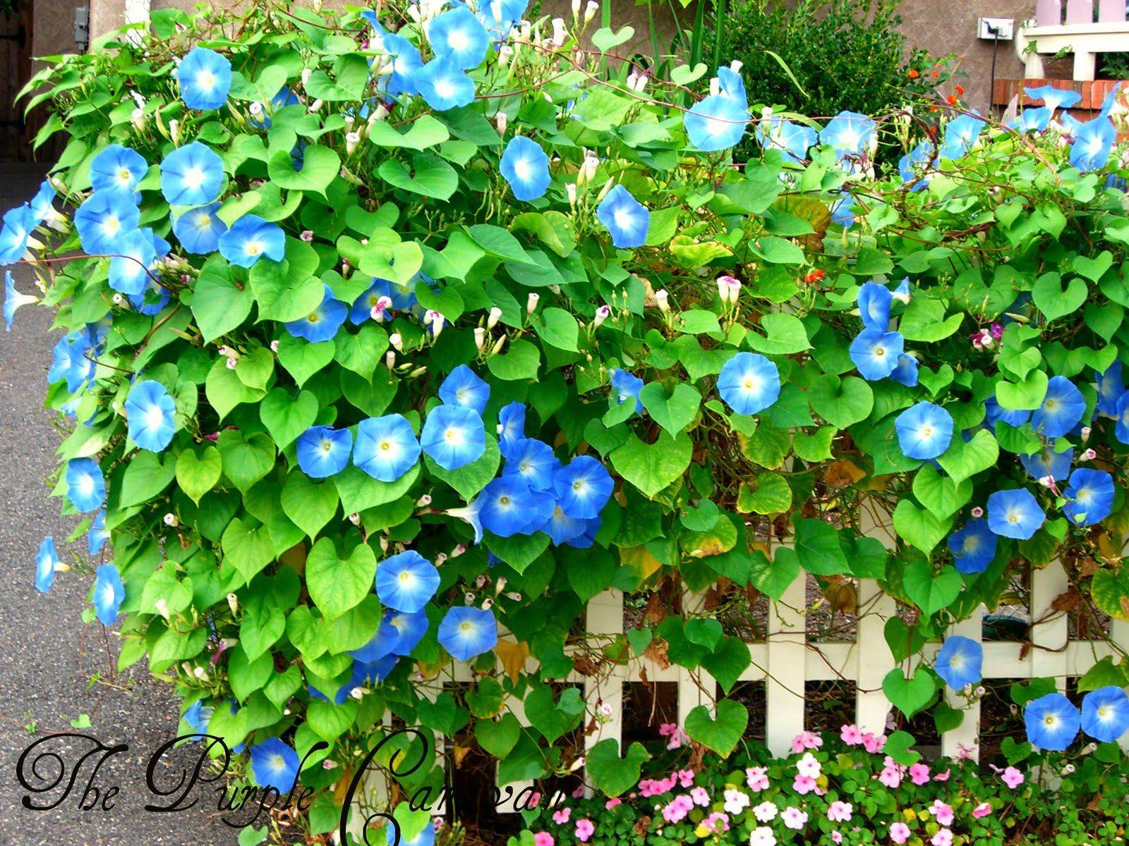 Gazebo Beautiful Backyards