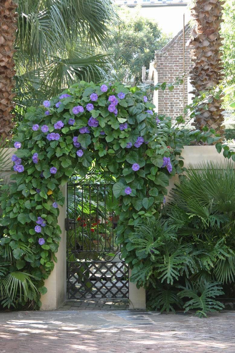 Morning Glories Fence Landscaping