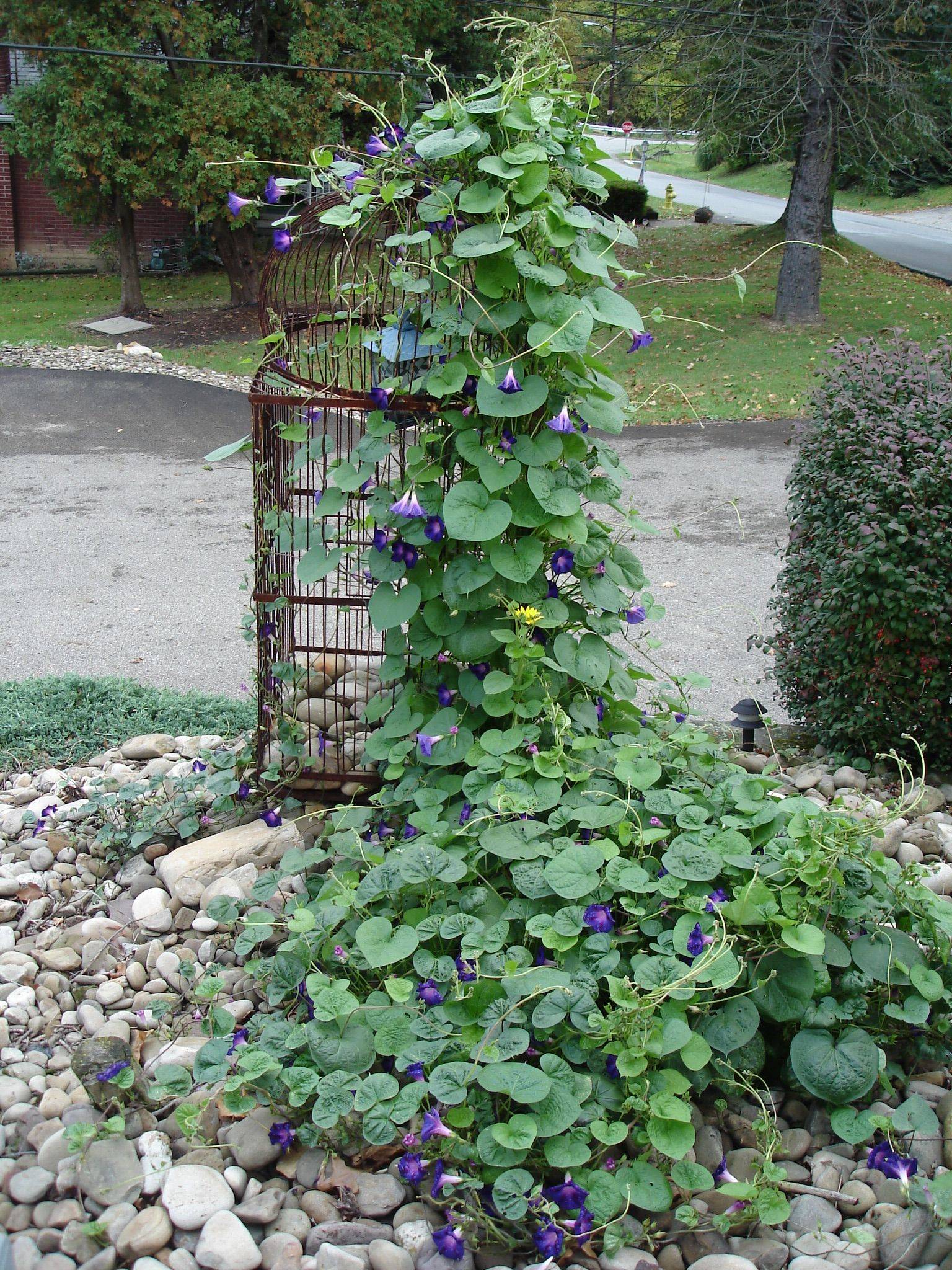 The Afternoon Garden Gate Design