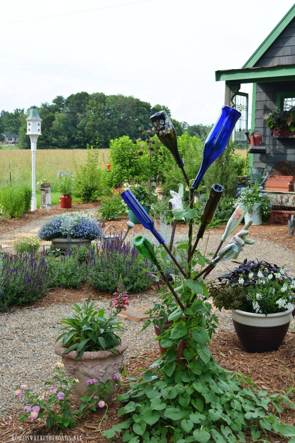 Morning Glories Plants