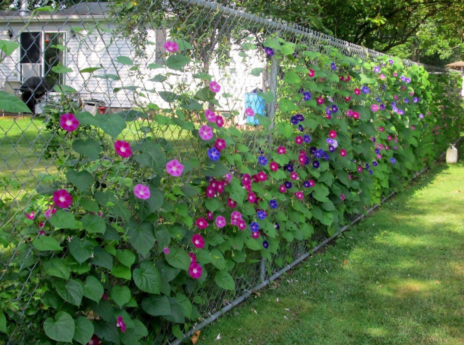 Morning Glory Garden Ideas