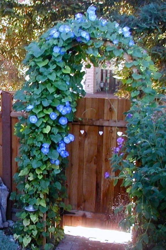 Morning Glory Garden