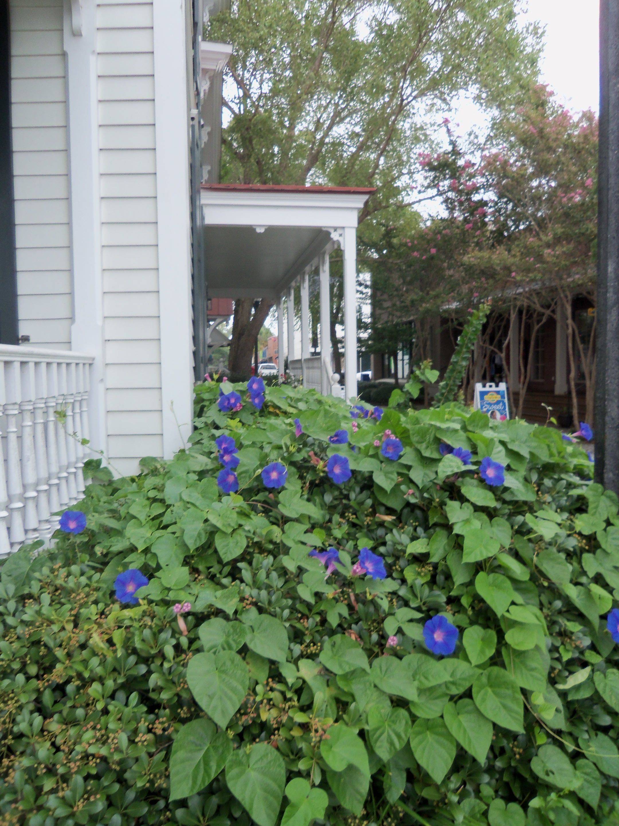 Morning Glory Garden Vines