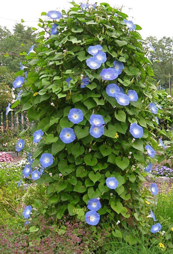 Morning Glory Wall Morning Glory Wall