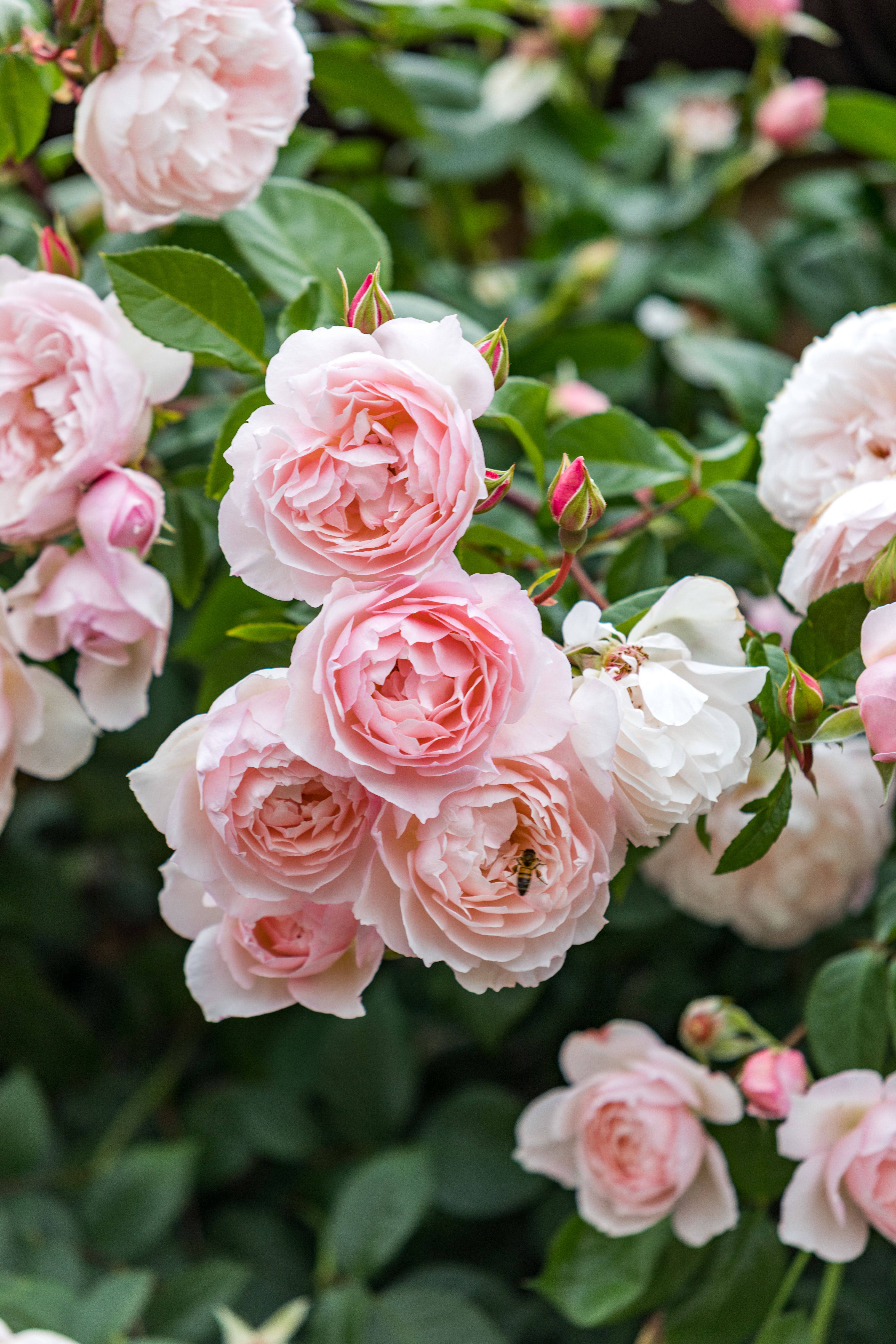 The Generous Gardener English Climbing Rose