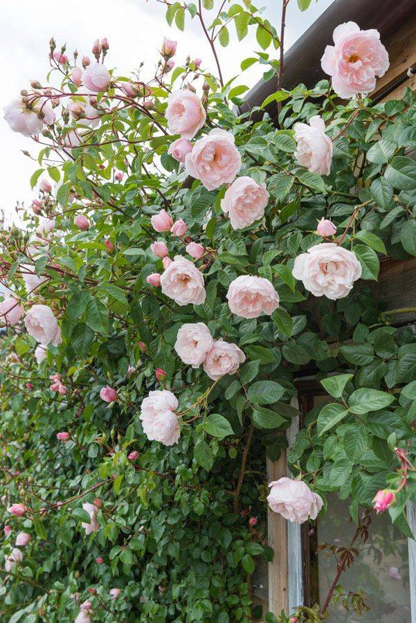 The Roses Database Gardenorg