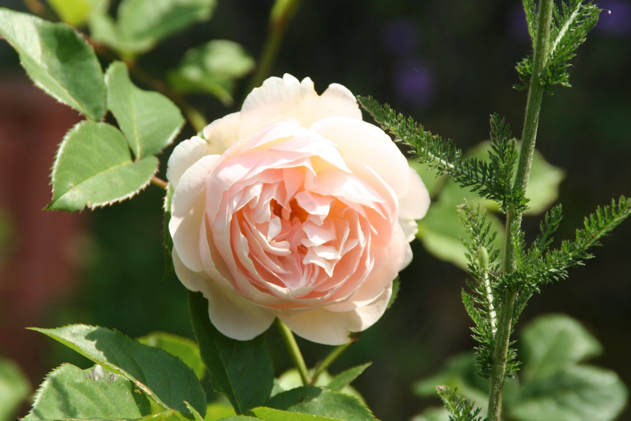 The Generous Gardener