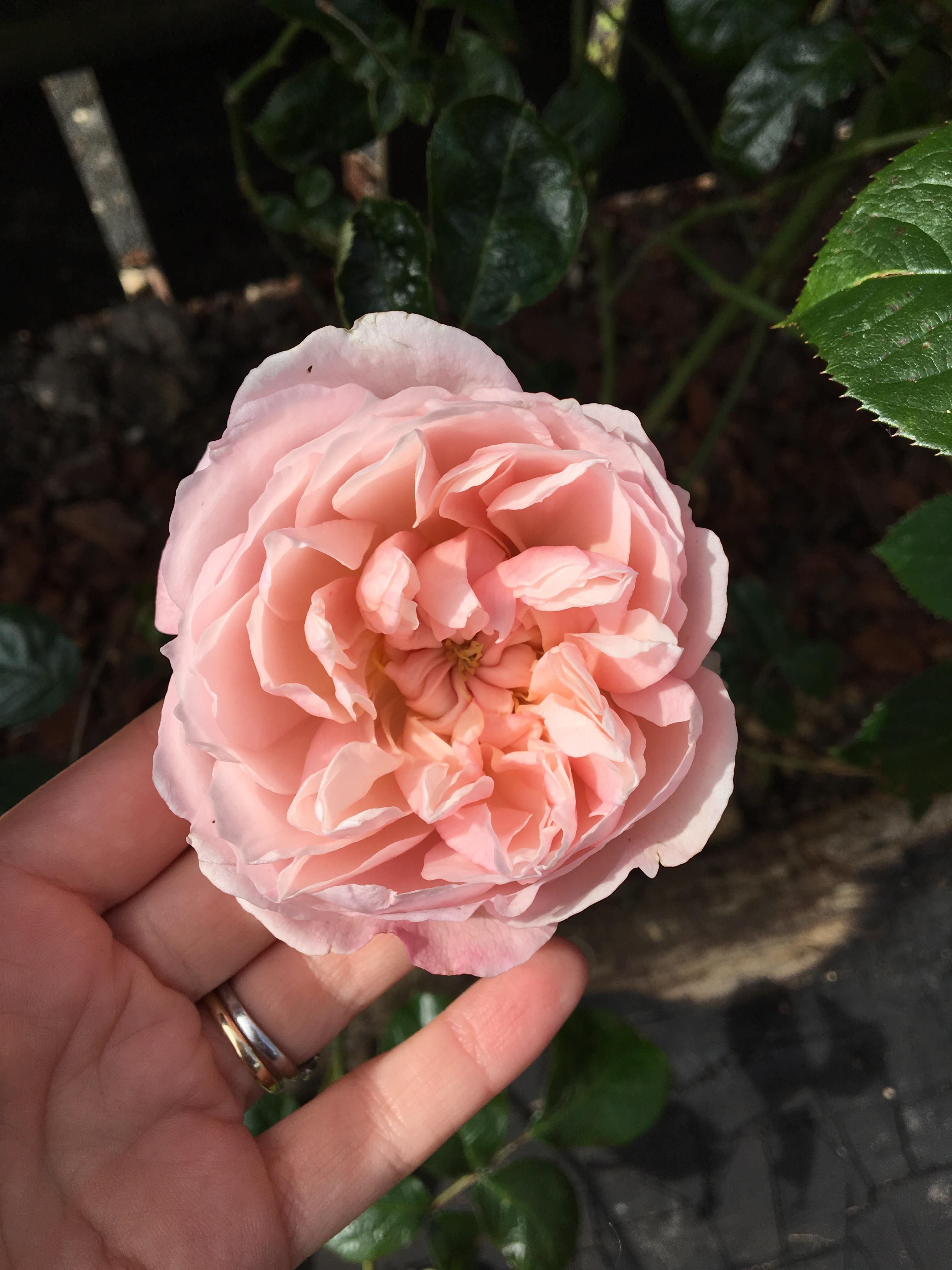 Best Climbing Roses