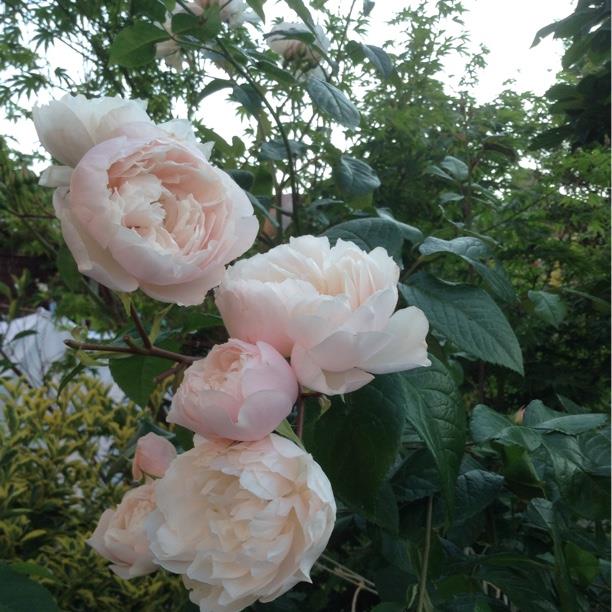 The Generous Gardener Rose Photo