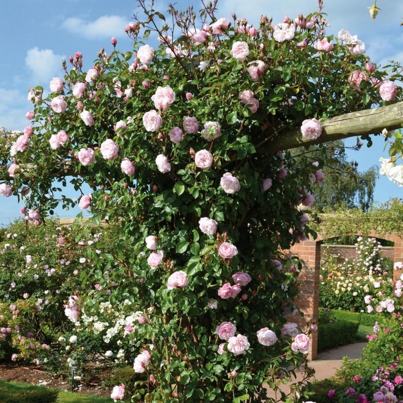 The Generous Gardener Rose Review