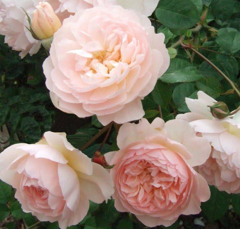 The Generous Gardener Ausdrawn Climbing Fragrant Roses