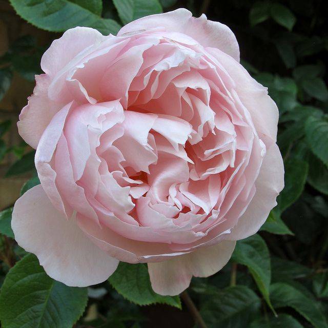 The Generous Gardener