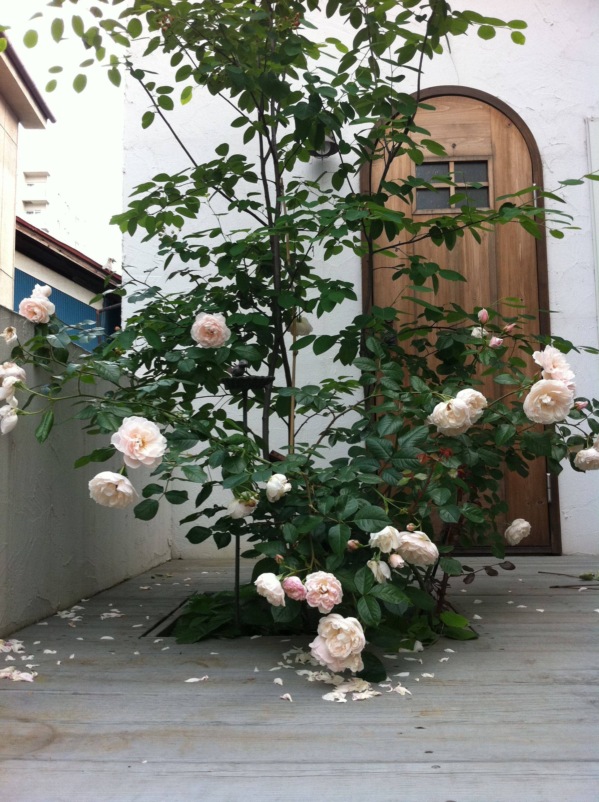 Ornamental Horticulture