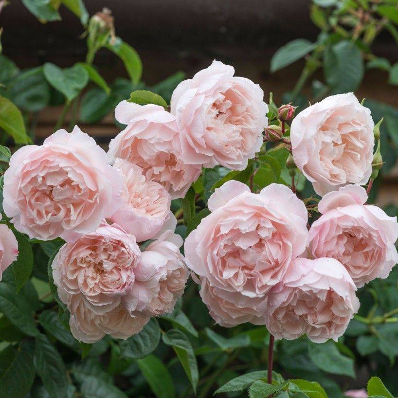 The Generous Gardener Rose Photo