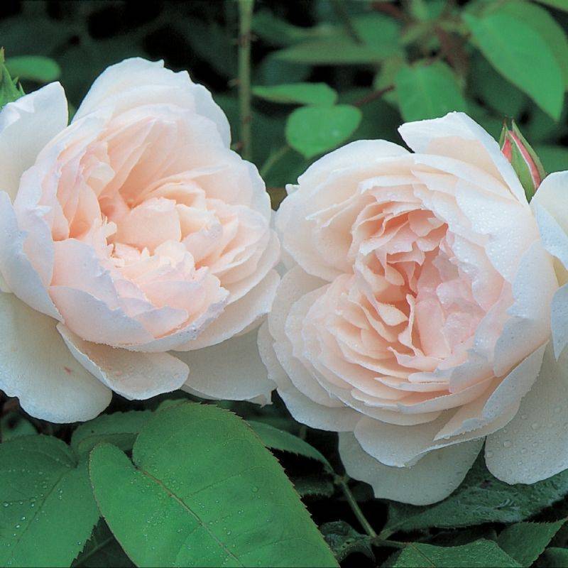 The Generous Gardener Rose Photo